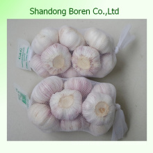 Export New Crop Fresh Pure White Garlic